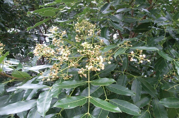 Les fleurs de Khaya senegalensis à Hanoi