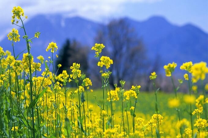 Les fleurs de canola sont beaucoup plus cultivées dans les zones de banlieue de Hanoi