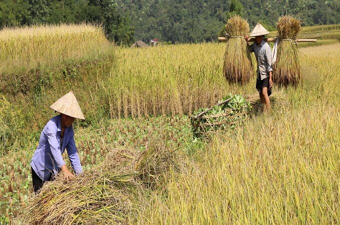 La récolte du riz est une scène captivante à Hoang Su Phi