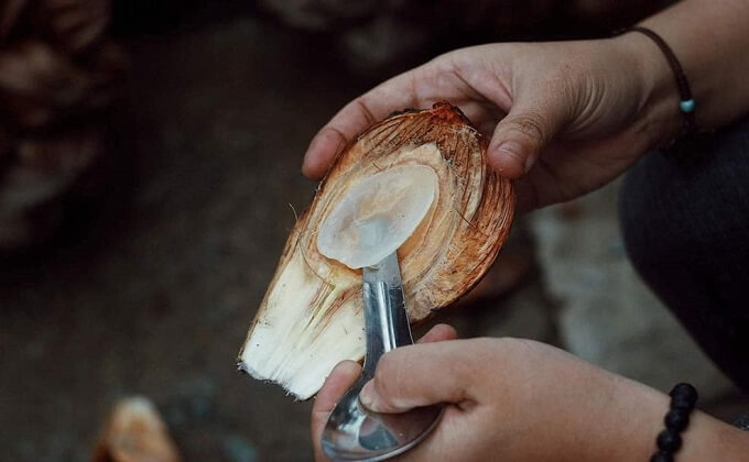 Le fruit Nipa ou cocotier d'eau