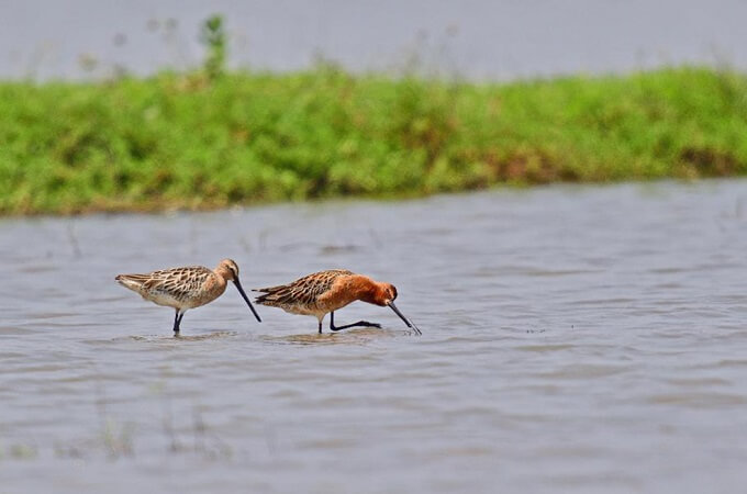 Flore et faune diversifiées dans la lagune de Tam Giang