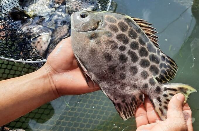 Les poissons-lapins sont endémiques de la lagune