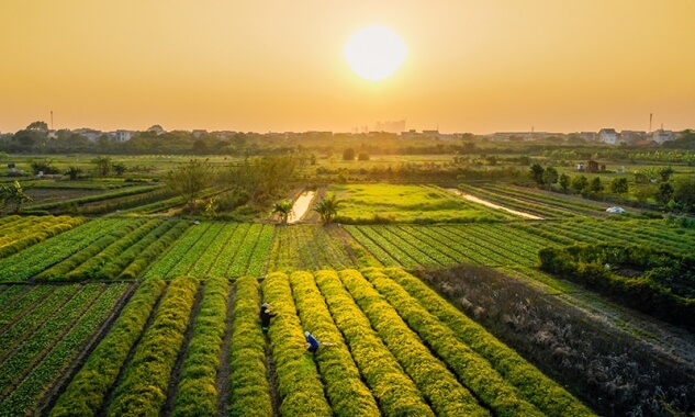 Champs de fleurs de chrysanthèmes