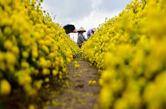 Les parterres de chrysanthèmes sont plantés en rangées soignées.jpg