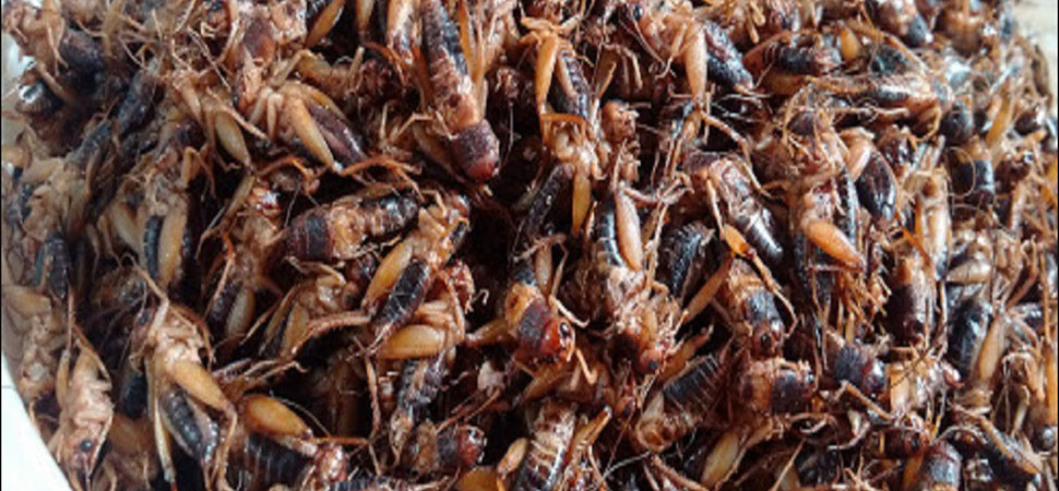 Insects au Vietnam