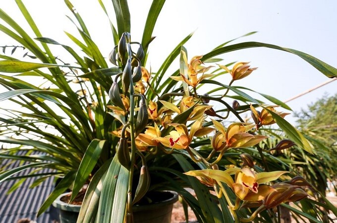 Culture de l'orchidée CYMBIDIUM à Sin Suoi Ho