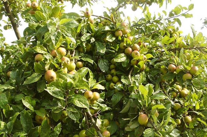 Pommier vieux de 300 ans, Sin Suoi Ho