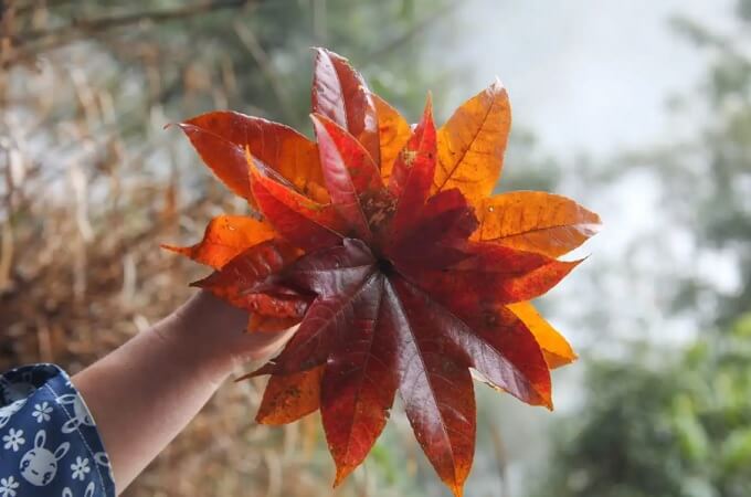 Tenant à la main des feuilles d'érable ramassées sur la route, Pu Ta Leng