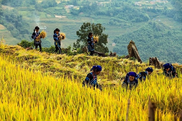 Saison du riz doré d'Y Ty s'étend de début septembre à fin octobre