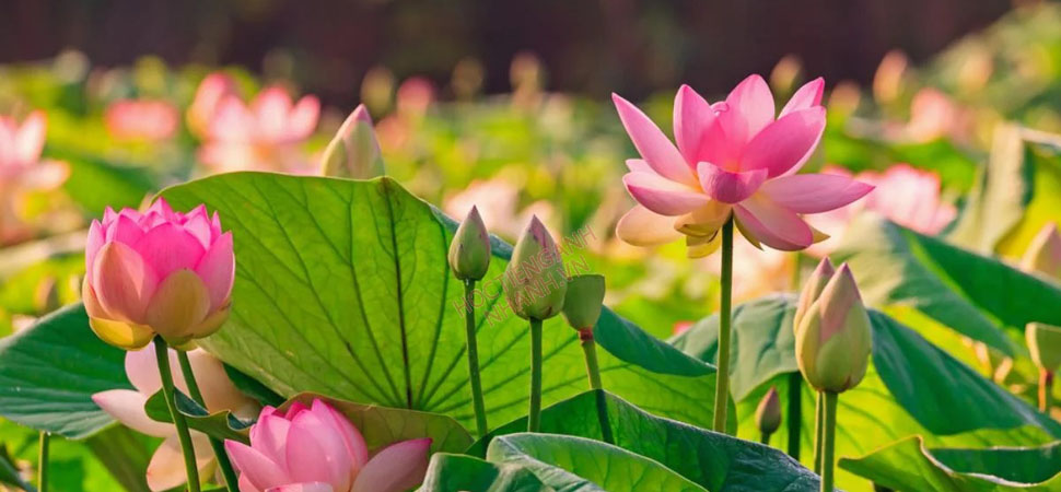 les fleurs de Lotus au Vietnam 