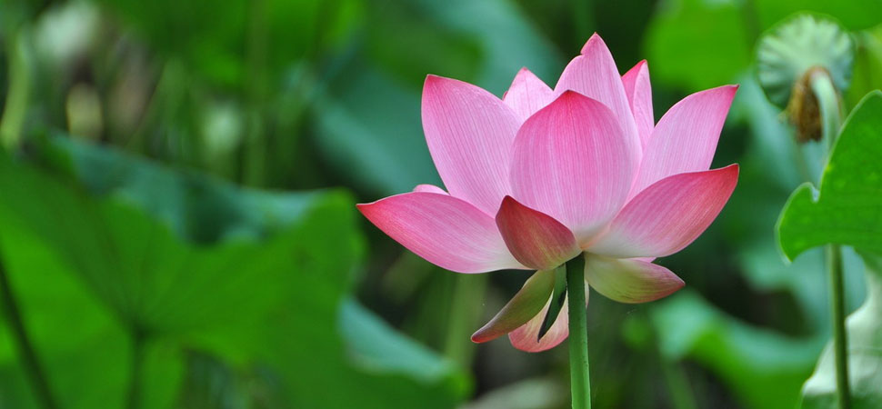 Lotus au Vietnam