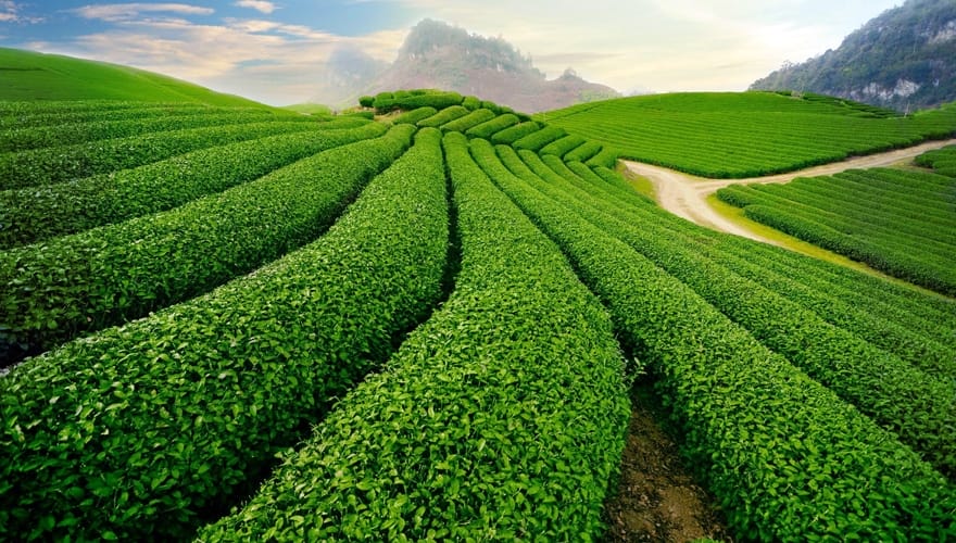 Escapade moto Moc Chau depuis Hanoi colline théier