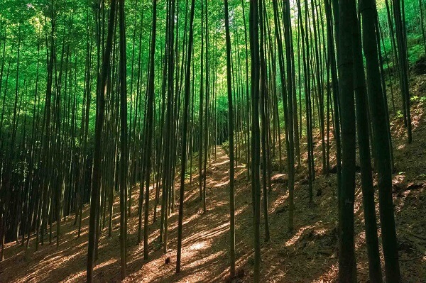La forêt des bambous traçants Na Hang Tua Chu
