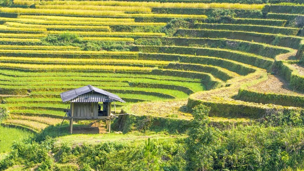 mu-cang-chai