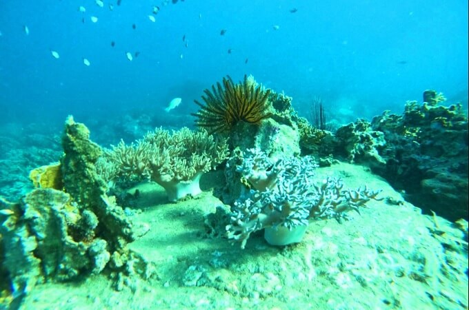 L'ile Hon Mun, la plus grande réserve corallienne du Vietnam