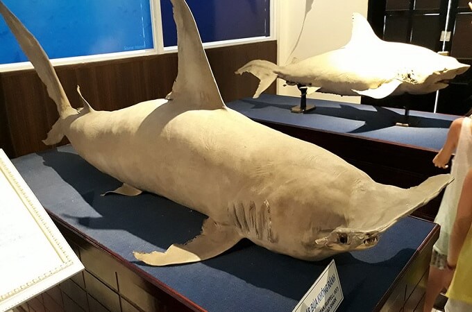 Le musée de la vie marine avec plus de 4.000 espèces répertoriées