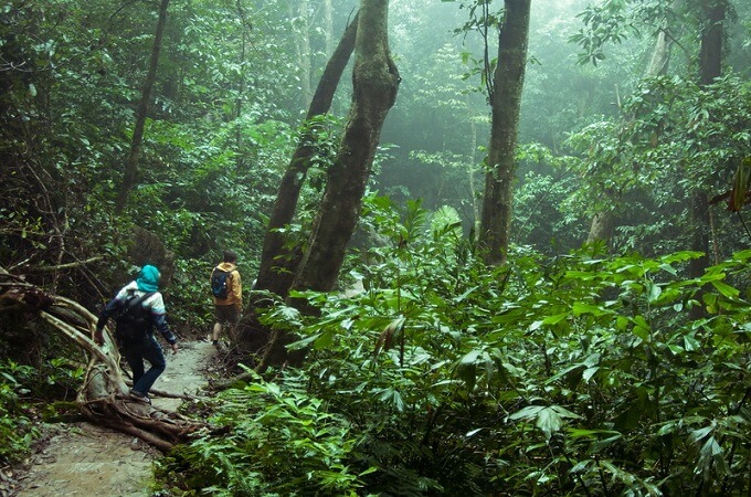 Le parc national de Cuc Phuong avec sa faune et flore unique