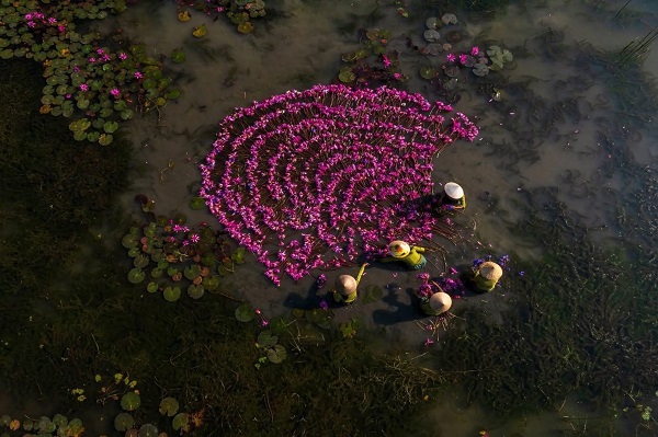 Les fleurs s'éclosent de mai à juillet