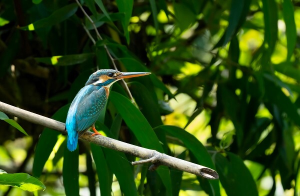 Zone écologique du parc ornithologique