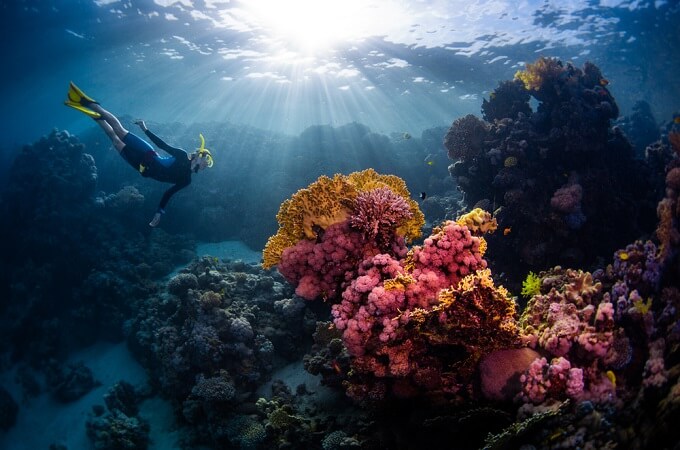 Site de plongée sous-marine pour observer les coraux multicolores