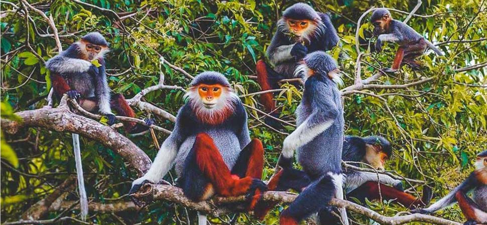 Parc national de Cuc Phuong
