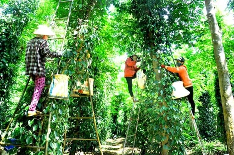 Sud Phu Quoc Top meilleures choses faire plantation poivrière 