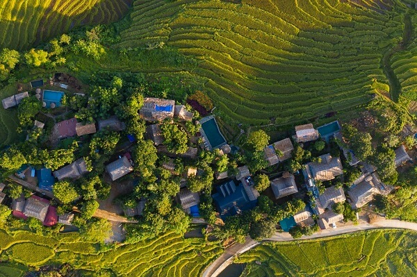 Saison du riz mûr à Pu Luong