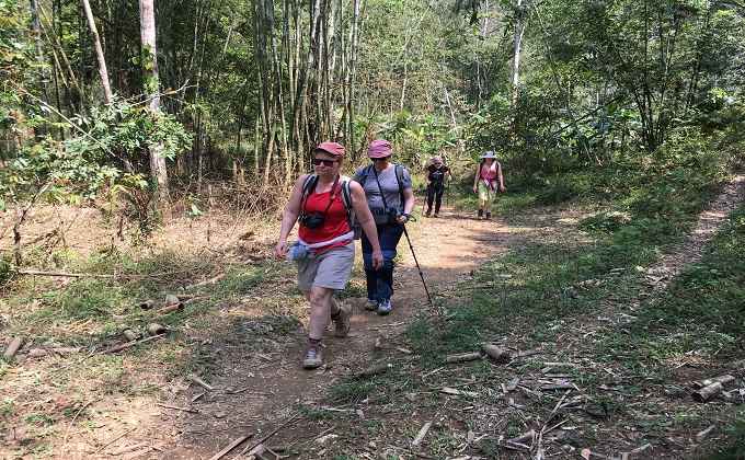 Une traversée de la forêt bambou
