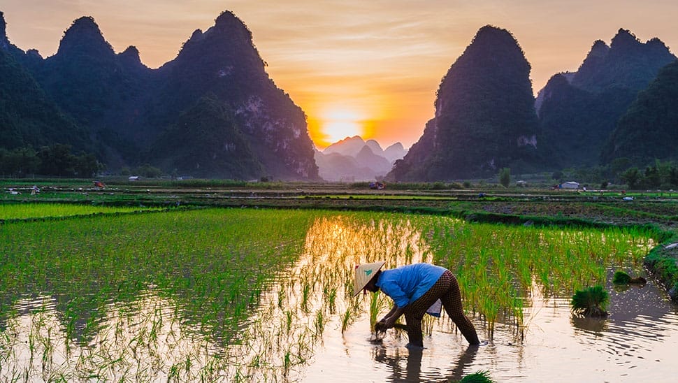Travail acharné des paysans
