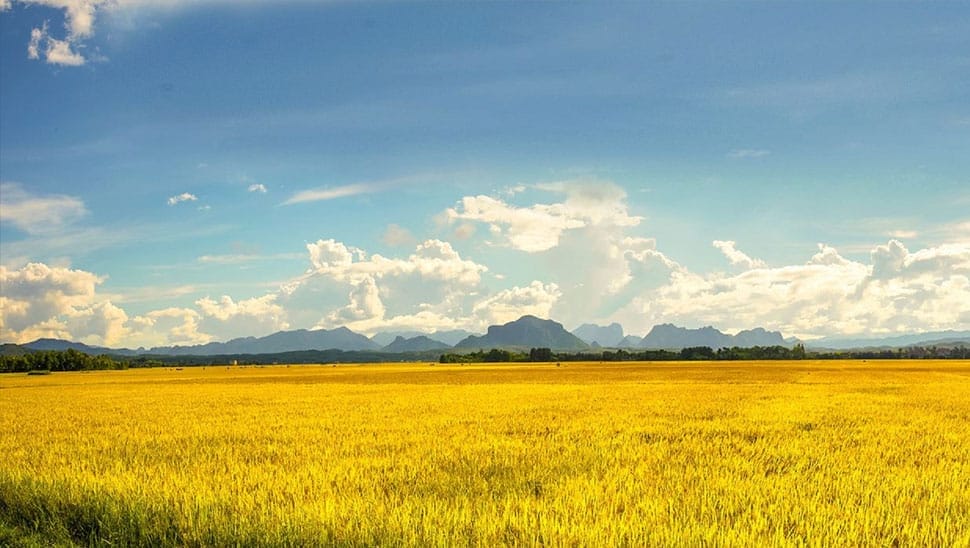 Champs de riz à perte de vue au Vietnam