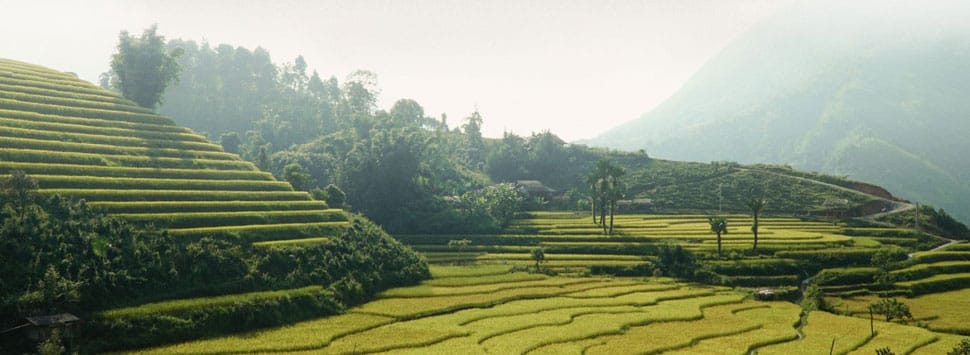 rizieres-bac-ha