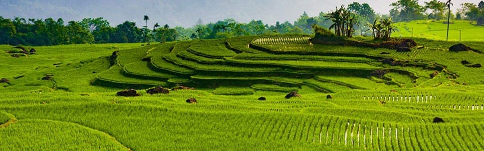 rizieres-pu-luong