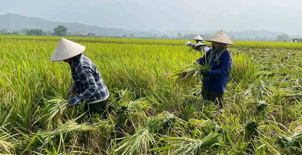 La-récolte-au-Vietnam
