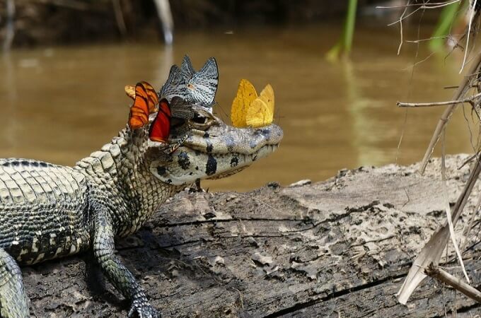 Bàu Sấu est l’habitat naturel de plus de 60 espèces de crocodiles d’eau douce rare