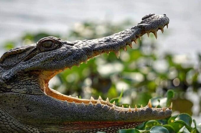 Visiter Bau Sau, zone humide mondiale Ramsar, Nam Cat Tien