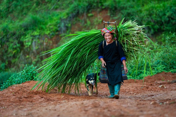 Récolte des herbes pour les buffles