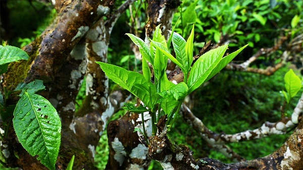 Thé Shan Tuyet pousse sur les arbres centenaires