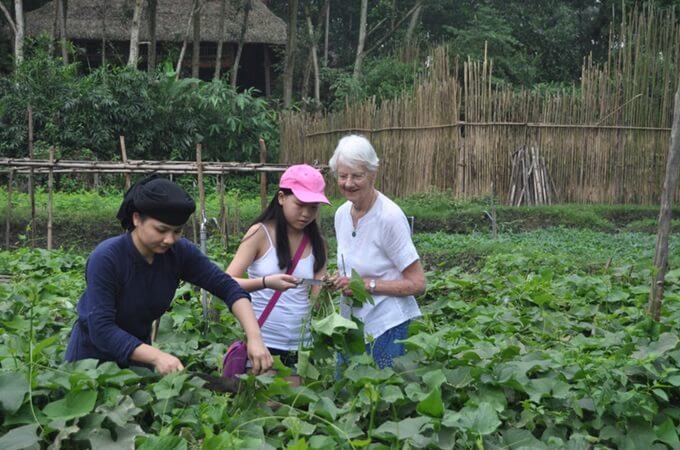 La récolte des légumes