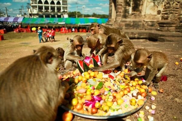 Banquet cinq étoiles aux singes de Lopburi