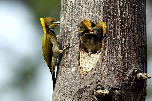 Pic à nuque jaune dans le parc Kaeng Krachan