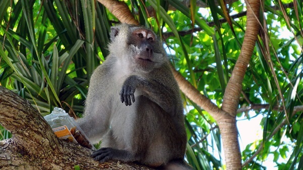 Un résident du parc national Mu Koh Lanta