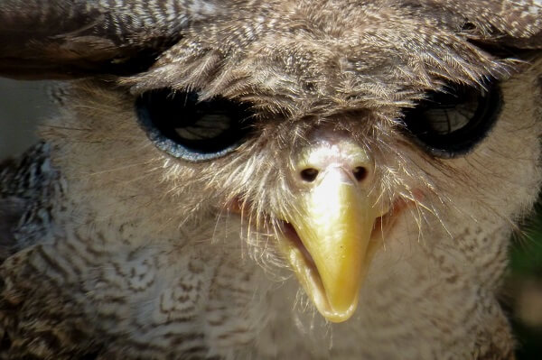 Voyage au parc national de Khao Yai