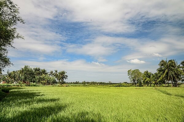Champ de riz à Ben Tre