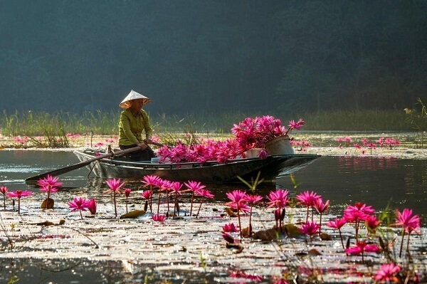 Ninh Binh à la saison des nénuphars