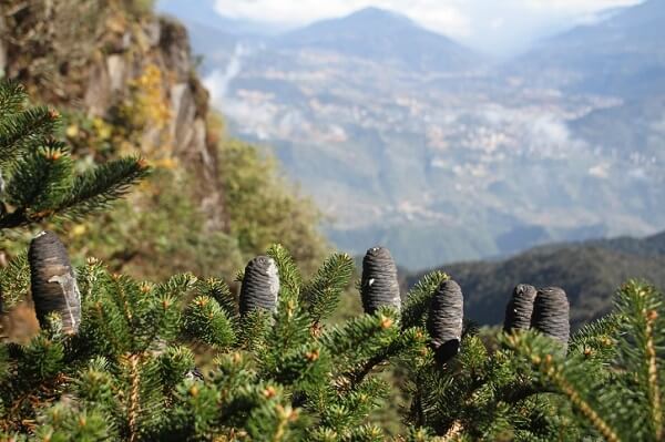 Les cônes l’épicéa ou épinette