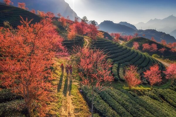Fleurs de cerisier à Sapa