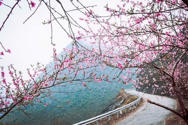 Fleurs de pêcher sur la route de Ha Giang