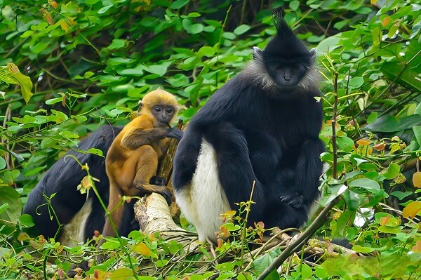 Les populations de langurs de Delacour habitent le parc national de Cuc Phuong depuis 1990