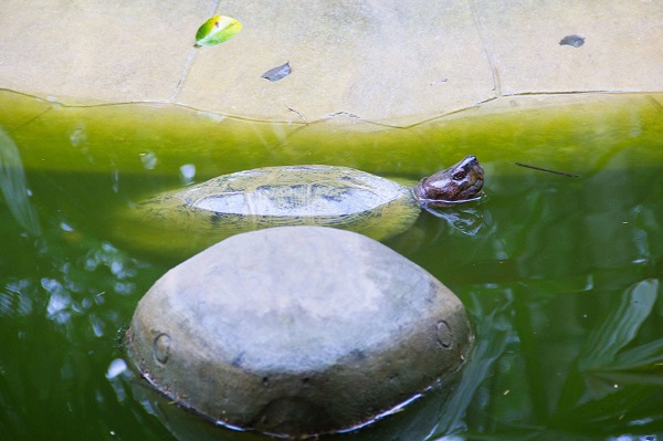Centre de conservation des tortues