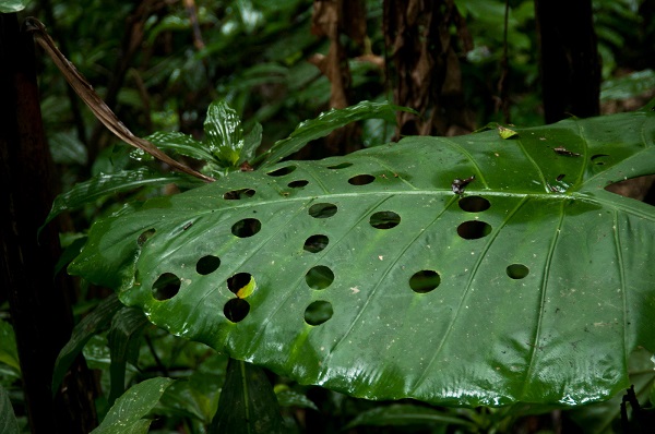Le jardin botanique avec des plantes rares